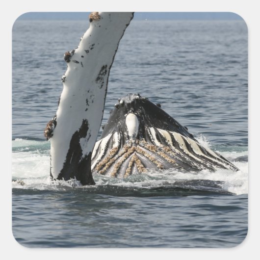 Humpback Whale Quadratischer Aufkleber (Vorderseite)