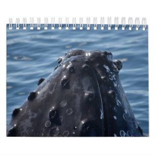 HUMPBACK WHALE QUEENSLAND AUSTRALIA KALENDER