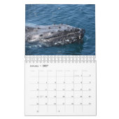 HUMPBACK WHALE QUEENSLAND AUSTRALIA KALENDER (Jan 2027)