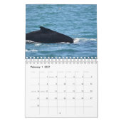 HUMPBACK WHALE QUEENSLAND AUSTRALIA KALENDER (Feb 2027)