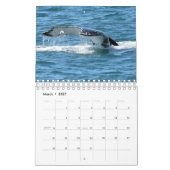 HUMPBACK WHALE QUEENSLAND AUSTRALIA KALENDER (Mär 2027)
