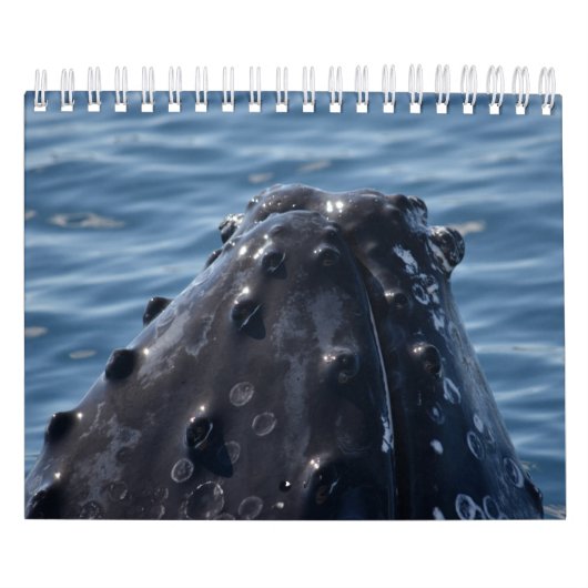 HUMPBACK WHALE QUEENSLAND AUSTRALIA KALENDER (Titelbild)