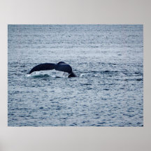 Humpback Whale Schwanz Alaska Foto