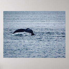 Humpback Whale Schwanz Alaska Foto Poster