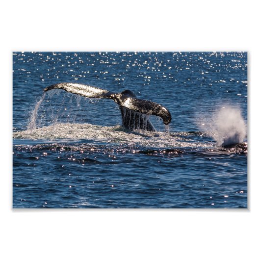 Humpback Whale Schwanz Fluke Foto Print (Vorne)