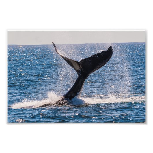Humpback Whale - Schwanz Fluke Foto Print (Vorne)