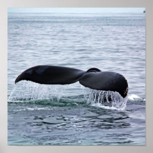 Humpback Whale Schwanz Fluke in Monterey Bay Poster