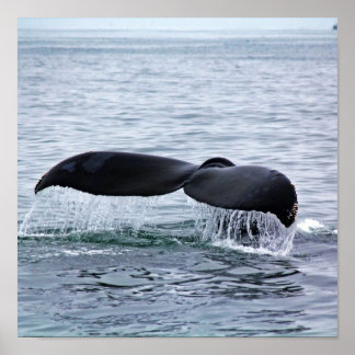 Humpback Whale Schwanz Fluke in Monterey Bay Poster