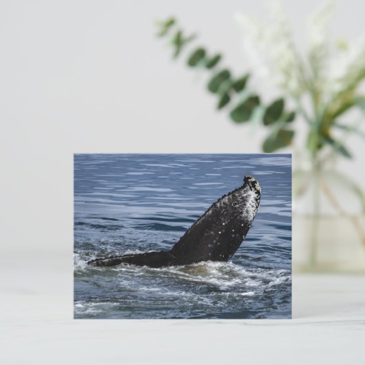 Humpback Whale Schwanz Nah Up - Wildlife Fotograf Postkarte (Stehend Vorderseite)
