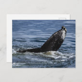 Humpback Whale Schwanz Nah Up - Wildlife Fotograf Postkarte (Vorne/Hinten)