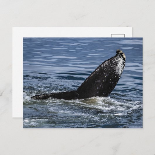 Humpback Whale Schwanz Nah Up - Wildlife Fotograf Postkarte (Vorne/Hinten)