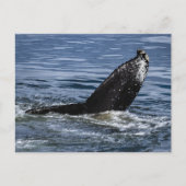 Humpback Whale Schwanz Nah Up - Wildlife Fotograf Postkarte (Vorderseite)
