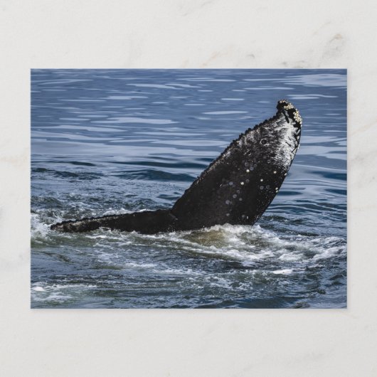 Humpback Whale Schwanz Nah Up - Wildlife Fotograf Postkarte (Vorderseite)