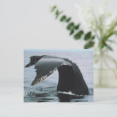 Humpback Whale Schwanz Postkarte (Stehend Vorderseite)