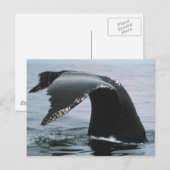 Humpback Whale Schwanz Postkarte (Vorne/Hinten)