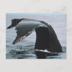 Humpback Whale Schwanz Postkarte