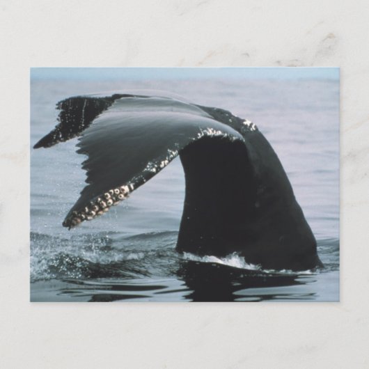 Humpback Whale Schwanz Postkarte (Vorderseite)