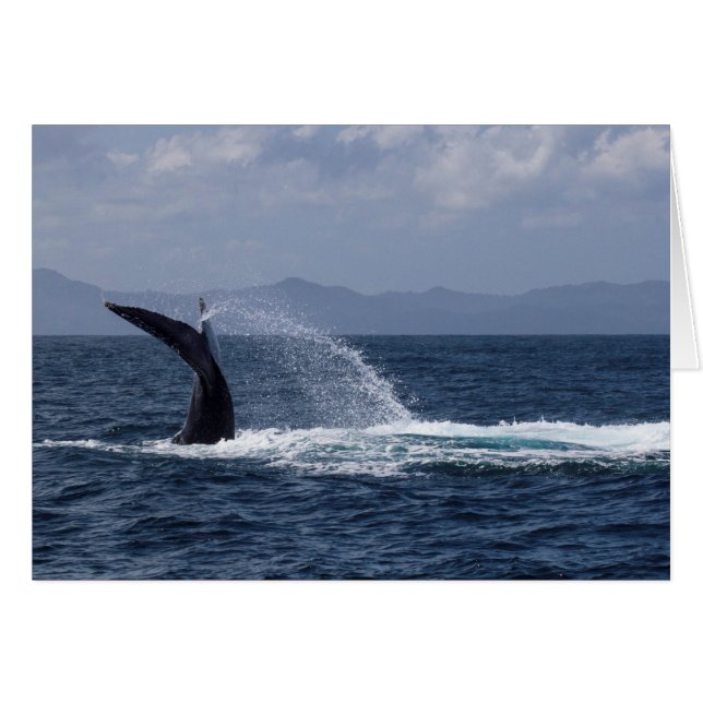 Humpback Whale Schwanz Splash (Vorderseite (Horizontal))