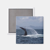 Humpback Whale Schwanz Splash Magnet (Vorderseite/Rückseite)
