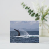 Humpback Whale Schwanz Splash Postkarte (Stehend Vorderseite)