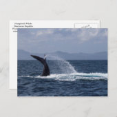 Humpback Whale Schwanz Splash Postkarte (Vorne/Hinten)