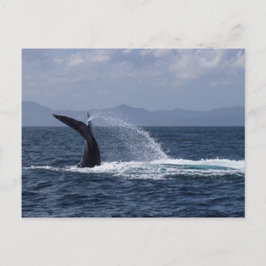 Humpback Whale Schwanz Splash Postkarte (Vorderseite)