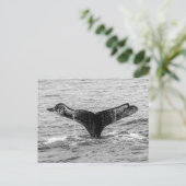 Humpback Whale Schwanz Splash - Wildlife Fotografy Postkarte (Stehend Vorderseite)
