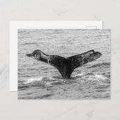 Humpback Whale Schwanz Splash - Wildlife Fotografy Postkarte (Vorne/Hinten)