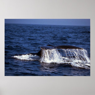 Humpback Whale Sounding (Schwanz Flukes) Poster