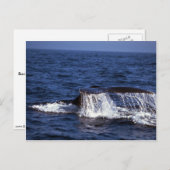 Humpback Whale Sounding (Schwanz Flukes) Postkarte (Vorne/Hinten)
