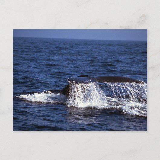 Humpback Whale Sounding (Schwanz Flukes) Postkarte (Vorderseite)