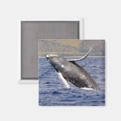 Humpback Whale Splashing Magnet (Vorderseite/Rückseite)