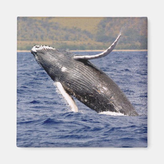 Humpback Whale Splashing Magnet (Vorne)