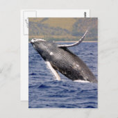 Humpback Whale Splashing Postkarte (Vorne/Hinten)