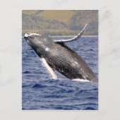 Humpback Whale Splashing Postkarte (Vorderseite)