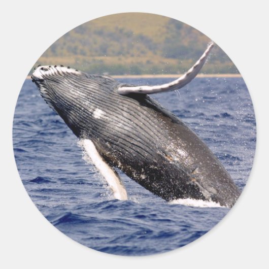 Humpback Whale Splashing Runder Aufkleber (Vorderseite)