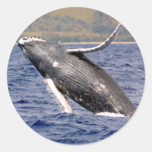 Humpback Whale Splashing Runder Aufkleber