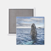 Humpback Whale Spyhops | Hope Bay, Antarktis Magnet (Vorderseite/Rückseite)