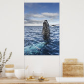 Humpback Whale Spyhops | Hope Bay, Antarktis Poster (Küche)