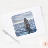 Humpback Whale Spyhops | Hope Bay, Antarktis Quadratischer Aufkleber (Umschlag)