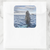 Humpback Whale Spyhops | Hope Bay, Antarktis Quadratischer Aufkleber (Tasche)