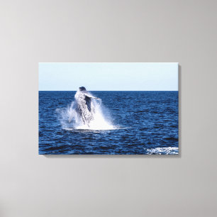 Humpback Whale Stretched Canvas Print Leinwanddruck