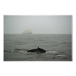 Humpback Whale und Tall Ship Foto