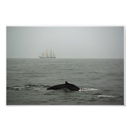 Humpback Whale und Tall Ship Foto (Vorne)