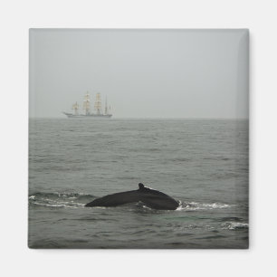 Humpback Whale und Tall Ship Magnet