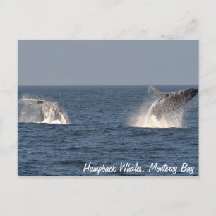 Humpback Whales Breaching Postcard Postkarte