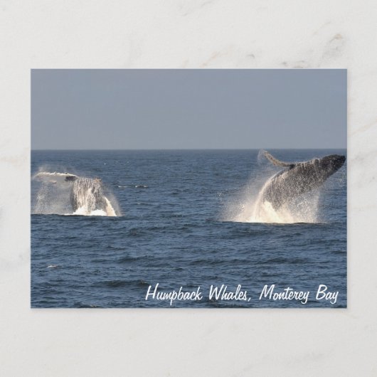 Humpback Whales Breaching Postcard Postkarte (Vorderseite)