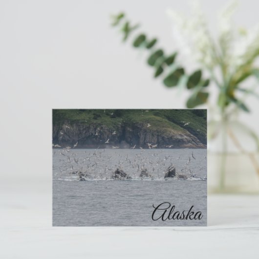 Humpback Whales Bubble Netting Alaska Postkarte (Stehend Vorderseite)