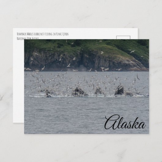 Humpback Whales Bubble Netting Alaska Postkarte (Vorne/Hinten)