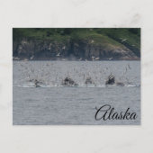 Humpback Whales Bubble Netting Alaska Postkarte (Vorderseite)